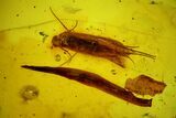 Fossil Caddisflies, Leaf, Flies, Aphid and a Mite in Baltic Amber #159834-3